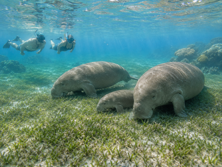 dugongs