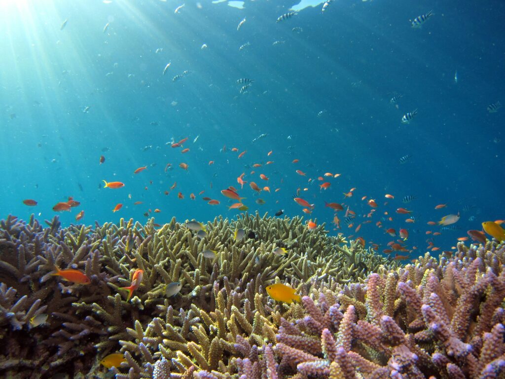 Abyss Vanuatu